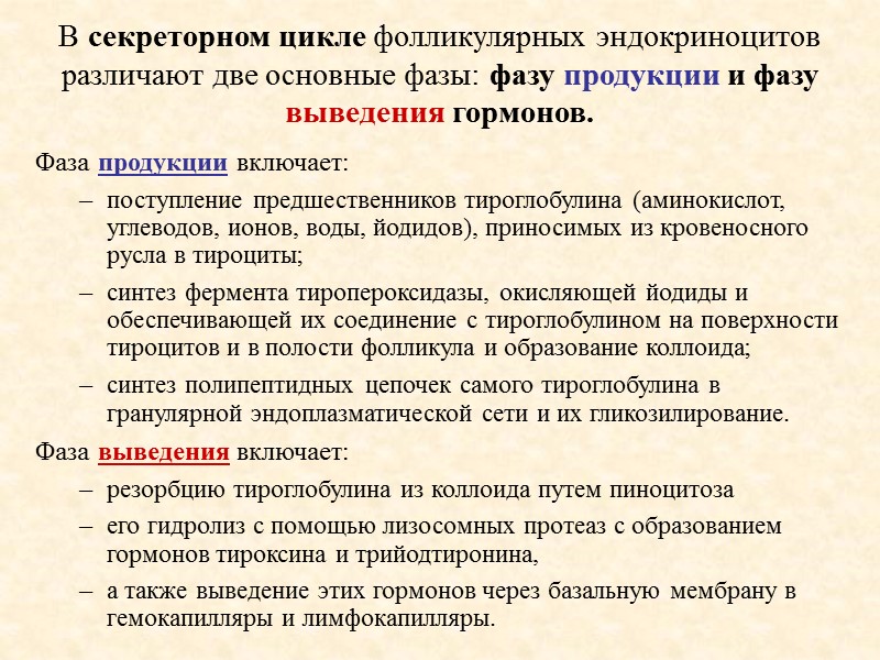 В секреторном цикле фолликулярных эндокриноцитов различают две основные фазы: фазу продукции и фазу выведения